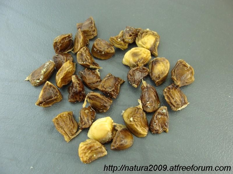 phytolacca dioica seeds