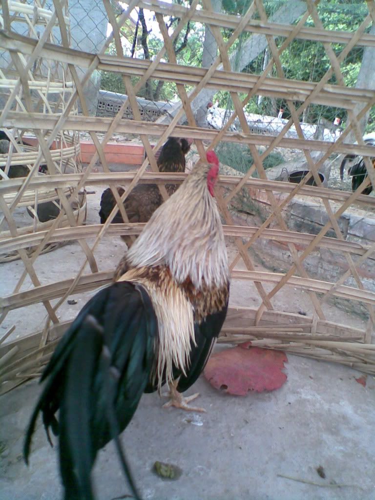 g142.jpg g142.jpg