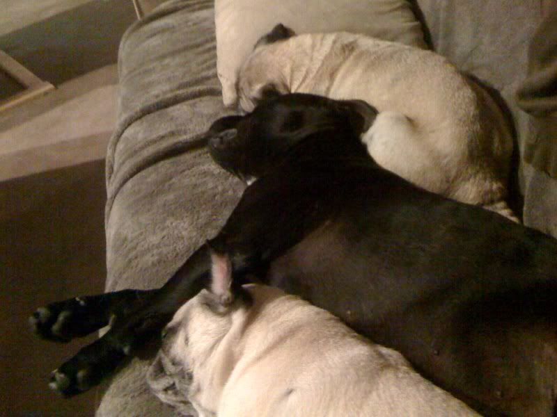 Pug Sandwich