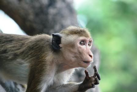 sri lanka monkey