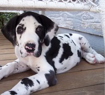 Baby Great Dane