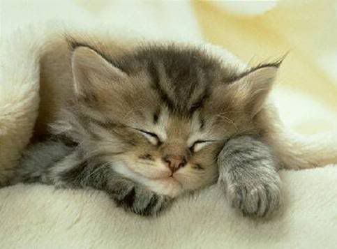 How to give a pill to a cat (not for pet section)