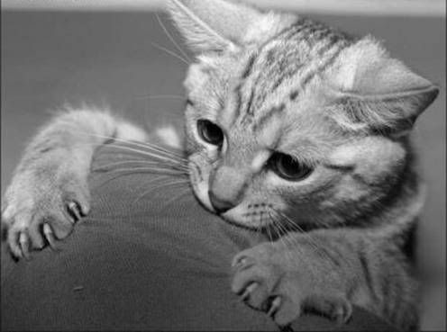 How to give a pill to a cat (not for pet section)