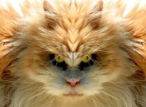 How to give a pill to a cat (not for pet section)