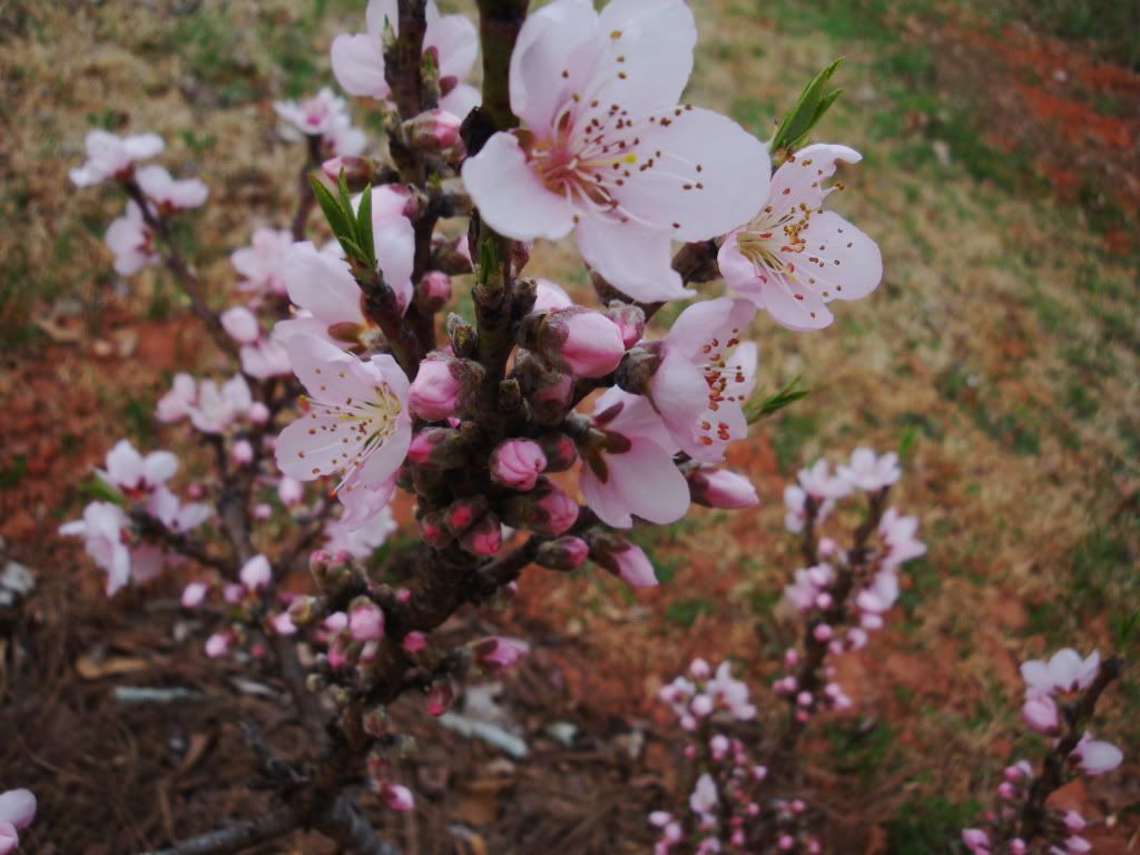Peach blossom,spring