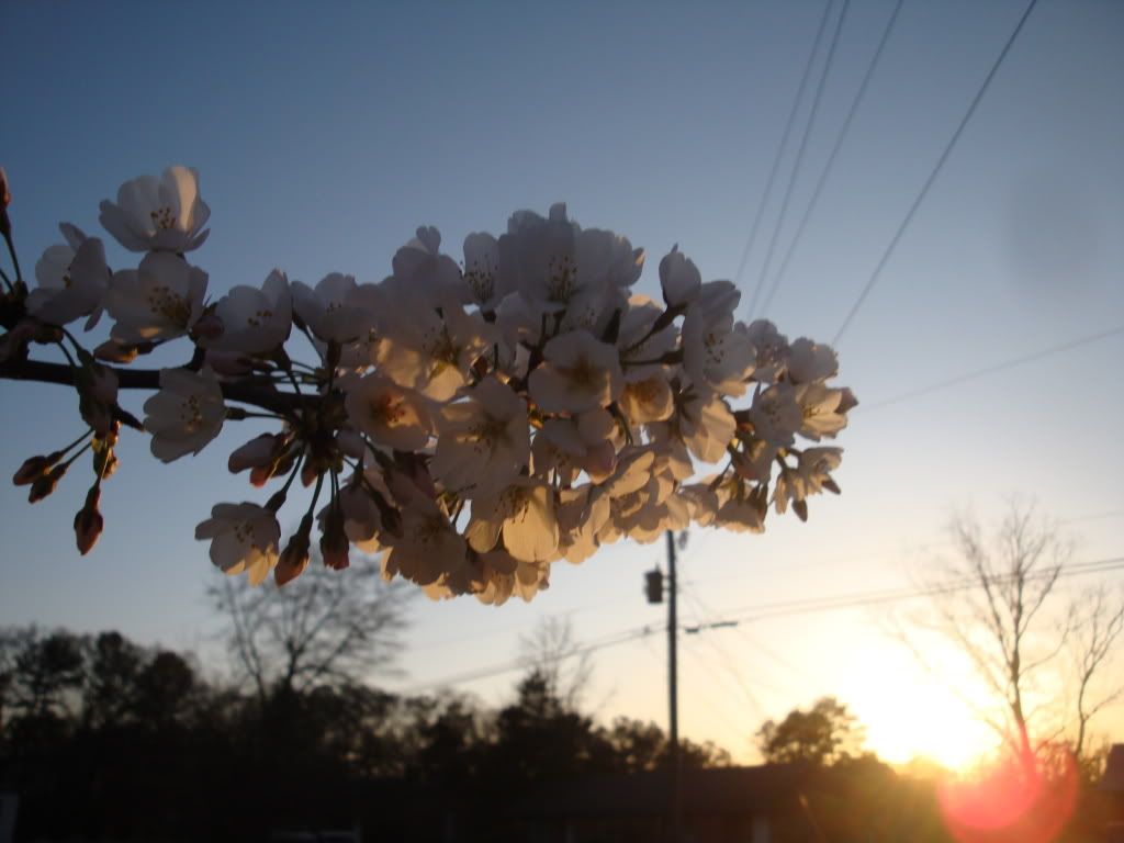sunset,spring