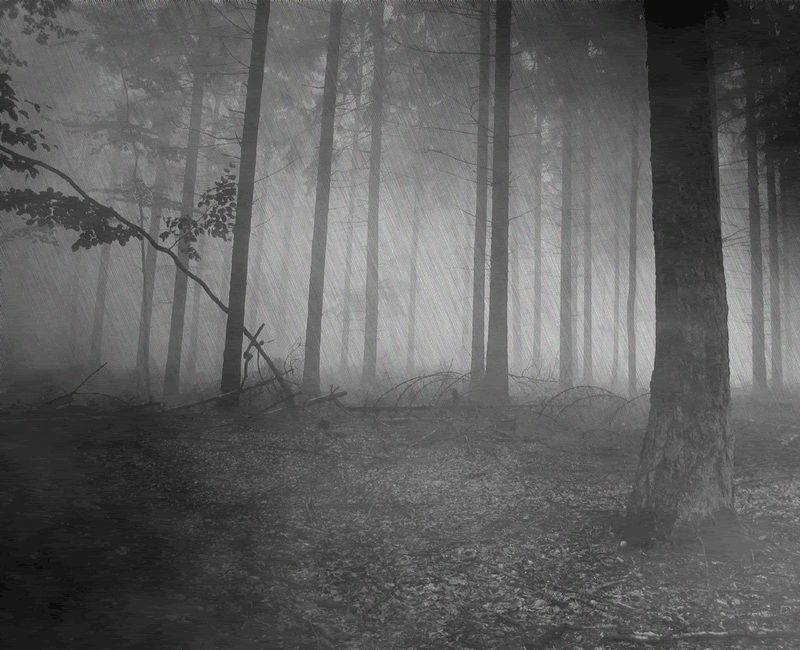 forestinfog.gif Forest in fog and rain image by cachickxo