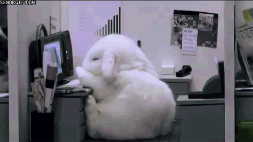 funny_bunny_office.gif
