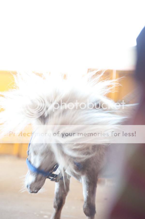  photo DSC_0083_zpsb20956d7.jpg