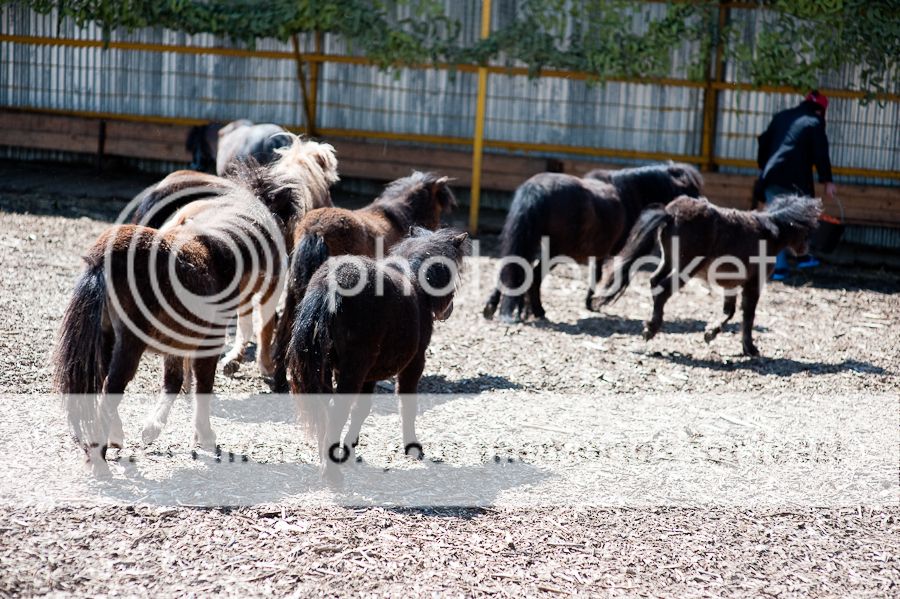  photo DSC_0101_zps29335080.jpg